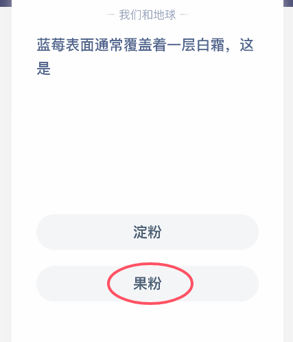 藍莓果粉