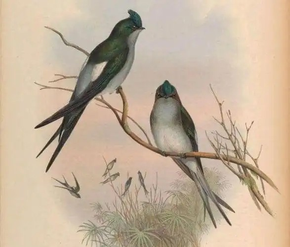 玄鳥至示意圖