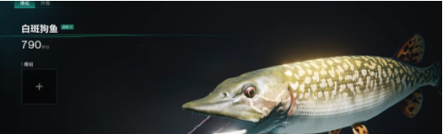白斑狗魚特效圖