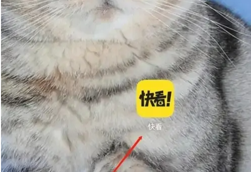 啟動快看漫畫應用
