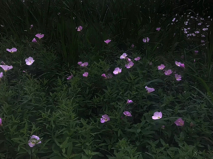 反差萌昵稱示例