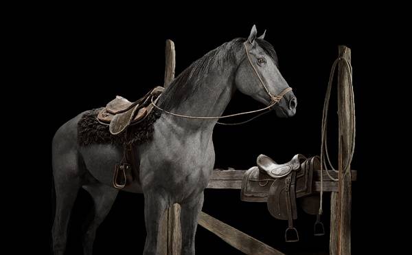 妮芙拉戰(zhàn)駒特寫